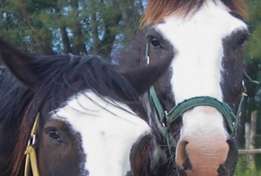 Horse Riding
