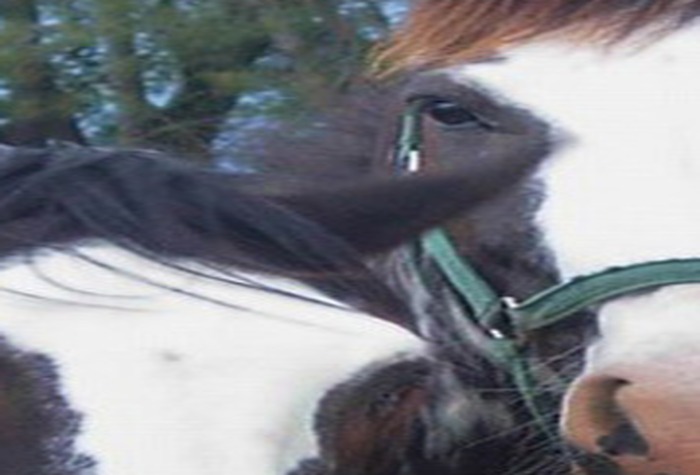 Horse Riding Horse Riding